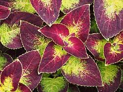Image result for Coleus longipetiolatus