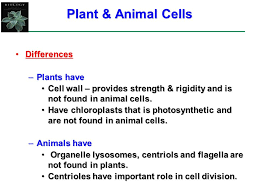 Plant and animal cell organelles. B Eukaryotic Cell Eu True Karyon Nucleus B The Eukaryotic Cell Animal Cell Plant Cell Compare Animal And Plant Cell What Are The Functions Of Cell Ppt Download