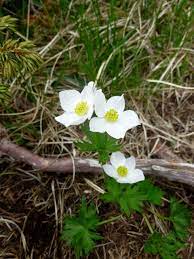 Fanno della natura un regno di poesia. Fiori Di Montagna Ortaggi Che Passione