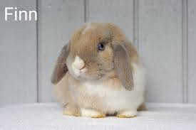 Mama Papa Buns Blue Clover Rabbitry