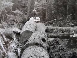 THE U.S. ARMY SPRUCE PRODUCTION DIVISION AT VANCOUVER BARRACKS, WASHINGTON,  1917-1919