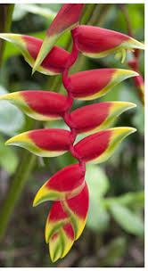 Image result for Erythrococca zambesiaca