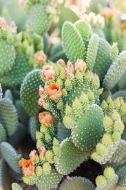 Alibaba.com offers 4,187 cactus flower products. Brenda Walter Bw1019 Profile Pinterest
