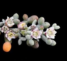 Image result for Balanitaceae