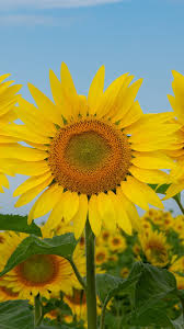 Three Sunflowers Summer 1242x2688 Iphone 11 Pro Xs Max Wallpaper Background Picture Image Download hd iphone wallpapers and backgrounds. pro xs max wallpaper background
