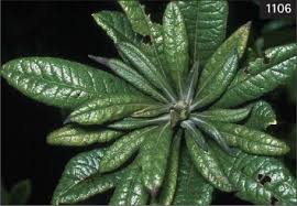 Image result for Bertiera aethiopica