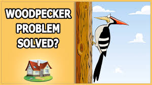 Woodpeckers peck because there are bugs where they peck. Woodpecker Problem Solved Youtube
