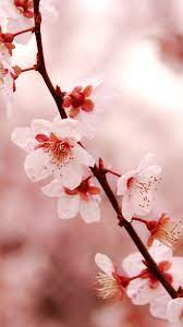 Desktop, tablet, iphone 8, iphone 8 plus, iphone x, sasmsung galaxy, etc. Cherry Blossom Iphone Wallpaper Download Free Cherry Blossom Wallpaper Cherry Blossom Background New Nature Wallpaper