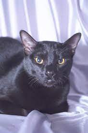 Pin On Black Beauty