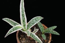 Image result for Ledebouria luteola