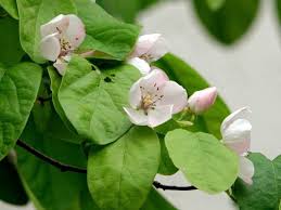 Image result for Cydonia