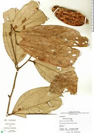 Image result for Melhania forbesii