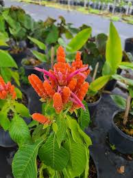 Image result for Dissotis peregrina