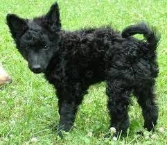 Mudi puppies for sale, mudi local dog beed. Mudi