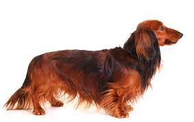 The dachshund quickly spread and became a valued companion dog worldwide. Willkommen In Deutschland Der Dackel Dachshund Is A Short Legged