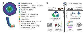 Check spelling or type a new query. Plantae Innovation Conservation And Repurposing Of Gene Function In Plant Root Cell Type Development Biorxiv Plantae