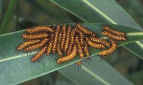Browntail moths are most common along maine's coastline and cape cod but they've been spotted this year in all of. Oleander Caterpillar Syntomeida Epilais Walker