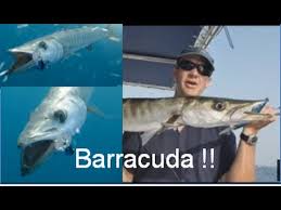 Barracuda networks is the worldwide leader in security, application delivery and data protection solutions. Fishing Adventures 84 Barracuda Trolling With Lures And Live Bait In Abu Dhabi Youtube