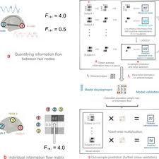 Davidezh it's a beautiful night. Pdf Resting State Brain Information Flow Predicts Cognitive Flexibility In Humans