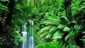 Totally An Idea For What S Coming Together In My Head Rainforest Pictures Jungle Images Jungle Forest