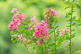 Image result for Lagerstroemia speciosa