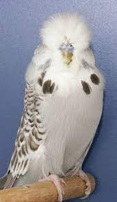 english budgerigars top budgerigars breeder budgerigar breeding latest budgerigar pics 1 0 cinnamon grey best old bird budgerigar pet birds parrots bird