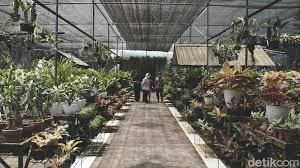 Jual rumput sintetis meteran murah untuk taman rumah. Serunya Belanja Tanaman Di Taman Anggrek Ragunan