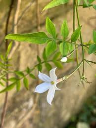 Image result for Jasminum