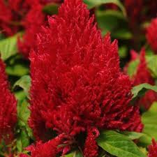 Image result for Celosia nervosa