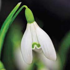 Snowdrop Michigan Bulb