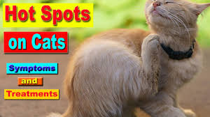 You'll notice your cat scratching or biting at a part of their body. How To Get Ride Of Hot Spots On Cats Hot Spots Causes Symptoms And Treatment Youtube