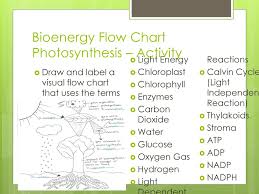 Photosynthesis Ppt Download