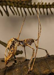 It was named by paleontologist richard owen in 1859. Dimorphodon Wikiwand