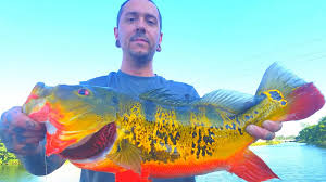 Florida Peacock Bass Fishing Spawn For Trophy Peacock Bass