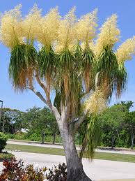 Maybe you would like to learn more about one of these? Ponytail Palm University Of Florida Institute Of Food And Agricultural Sciences