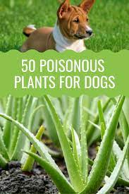 50 Poisonous Plants For Dogs Barking Royalty Plants Poisonous To Dogs Poisonous Plants Plants Toxic To Dogs