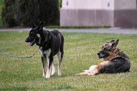 Champ passed peacefully at their home, biden said. 1 Of President Biden S Dogs Major Or Champ Drops Doggie Doo In White House Hallway Chicago Tribune