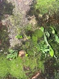 Image result for Asplenium theciferum