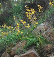 Image result for Wachendorfia