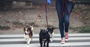 Je joue toujours à ce jeu avec la jeune jolie juliette. Devenir Pet Sitter Missions Salaire Formation