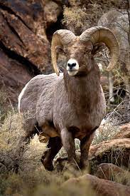 Utah Ram Print Rocky Mountains Bighorn Sheep Art Sheep Photography Ram Photography Robs Wildlife Rustic Decor Art Above Fire Mantel Big Horn Sheep Animals Animals Wild