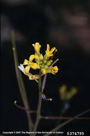 Image result for Sisymbrium orientale