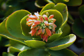 Image result for kalanchoe thyrsiflora