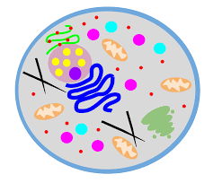 We did not find results for: Animal Cell Labeling Diagram Quizlet