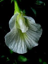 Image result for Clitoria kaessneri
