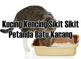 Jika ada, anda mungkin sedang mengalami masalah kencing tak lawas. Kucing Kencing Sikit Sikit Petanda Batu Karang Eintan Nurfuzie Lifestyle Beauty Travel Tips Rawatan Kucing Review