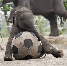 Baby Elephant Playing With Soccer Ball Other Soccer Scratchings At Www Zazzle Com Soccermomcity Rf 238479042766184488 A Funny Elephant Funny Animals Animals
