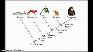 Cladograms Betterlesson Seventh Grade Evolution Upper Elementary