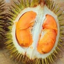 Durian jenis ini berwarna kuning kusam dan berperasa sedikit manis berkrim, maka sesuailah bagi mereka yang hanya mahukan rasa kemanisan. Namanya Menjijikkan Tapi Inilah Durian Termahal Di Indonesia Dari Pulau Bangka Bangka Pos