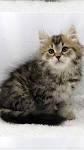 Siberian Cat — Full Profile, History, and Care